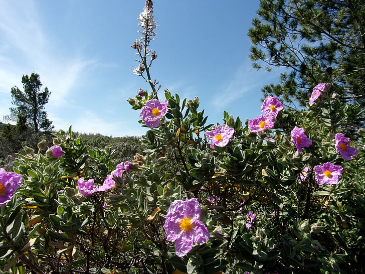 Asphodel, Cistus, çiçek, doğa, Bahar, Provence, gökyüzü