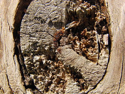 textura, copac, nod, lemn, model, natura, vechi
