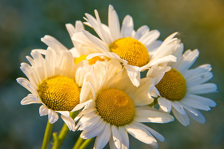 chamomile, bouquet, flowers of the field, petals, flower, white, petal