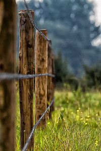 fence, barbed wire, meadow, pasture, wire, demarcation, limit