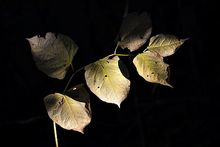 Осень, листья, тень, Сумерки, настроение, лист, Природа