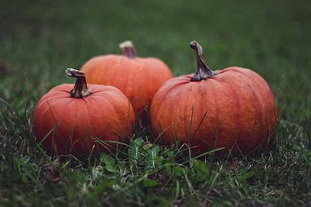 close-up, food, grass, halloween, macro, pumpkins