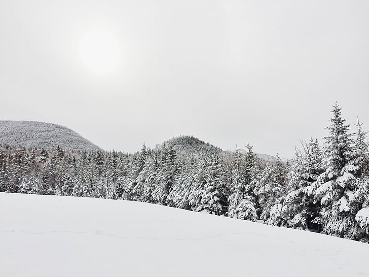 nuotrauka, žalia, medžiai, dangtelis, sniego, pušys, snieguotas