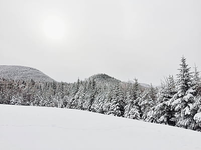 foto, zaļa, koki, vāka, sniega, priedes, sniega