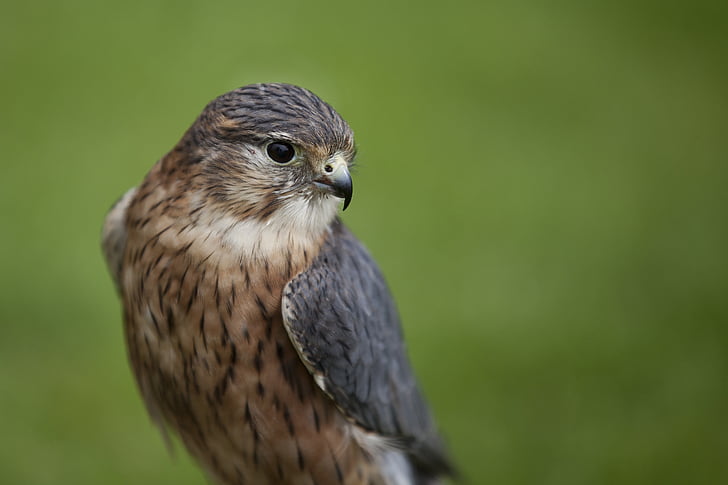 uccello, Merlin, fauna selvatica, Falcon, Raptor, Hawk, Ornitologia