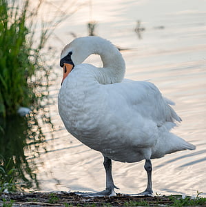 Swan, mladý, biela, rybník, vody, slnko, ráno