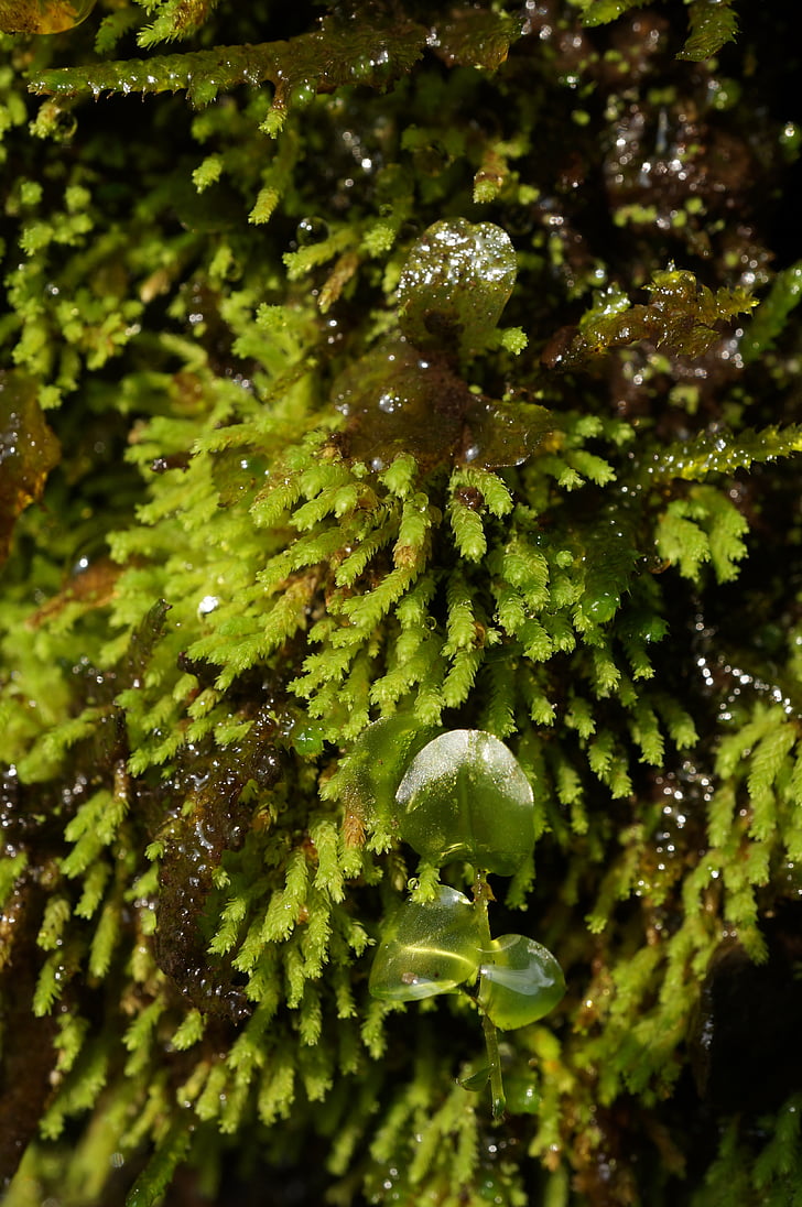 moss, natural, plant