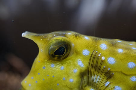 boxfish, close, underwater, swim, fish, animal, water
