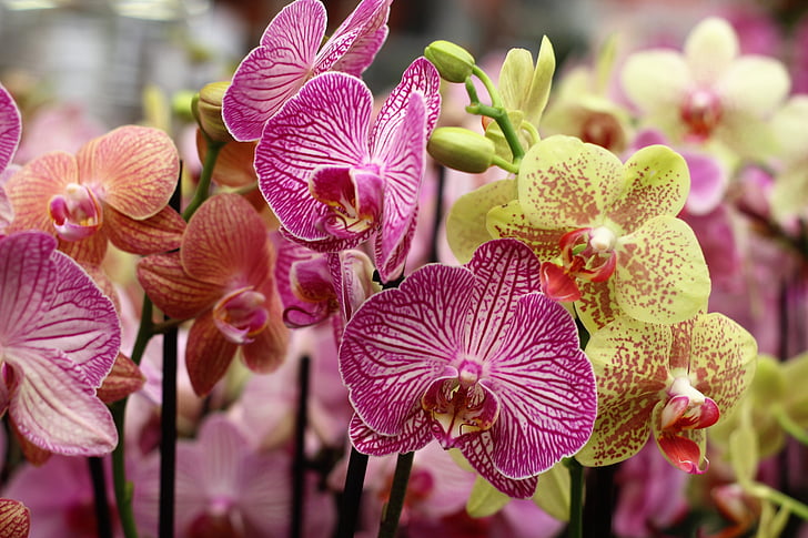 Orchid, kwiat, na białym tle, Dekoracja, Pączek, tętniące życiem, Tropical