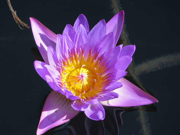 water lily, water, plant, aquatic plant, nature, flower, color
