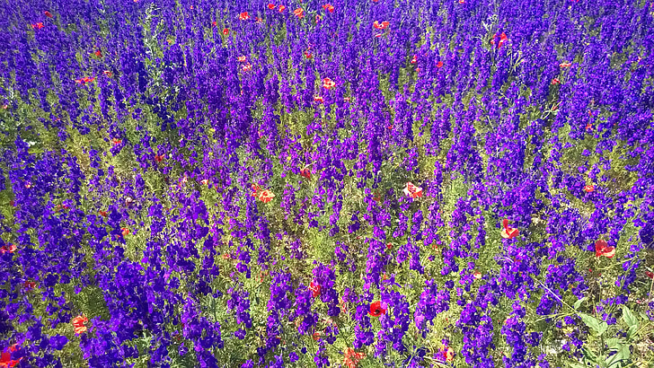 Sea kukkia, kukka niitty, Violet, farbenpracht