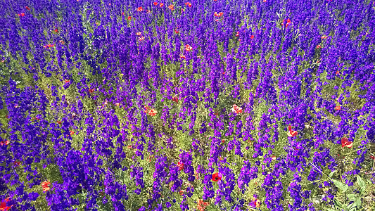 花的海洋, 花草甸, 紫罗兰色, farbenpracht