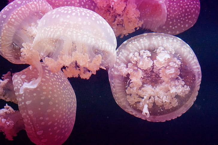 jellyfish, pink, meeresbewohner, marine life, underwater, sea, animal