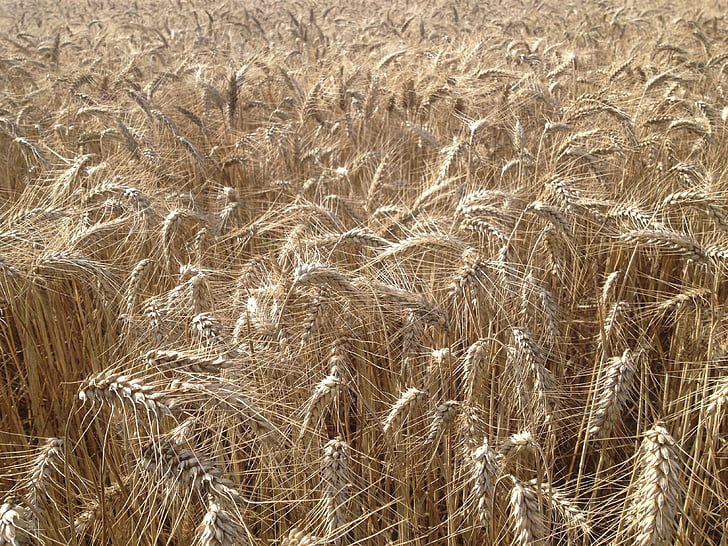 polja, pšenice, žita