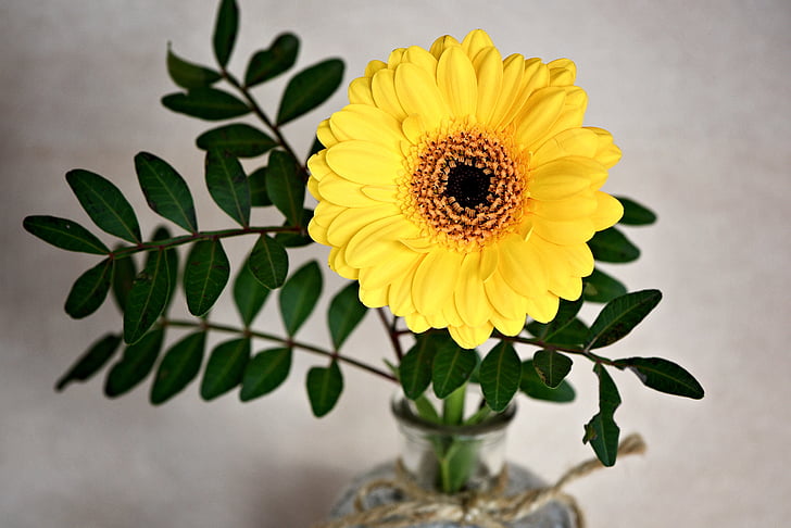Gerbera, flor, flor, floración, amarillo, schnittblume, flor amarilla