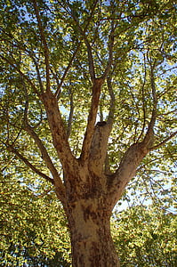 plataner, arbre, natura, bosc, a l'exterior, branca, fulla
