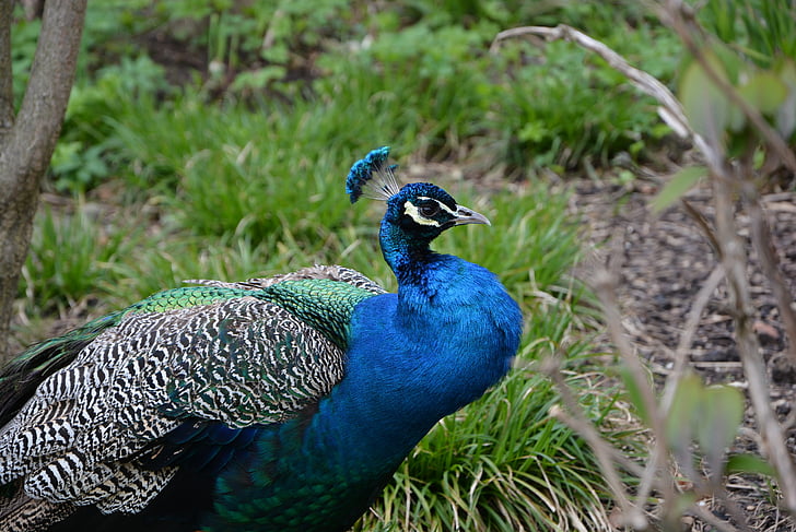 bird, blue, zoo, animal, color