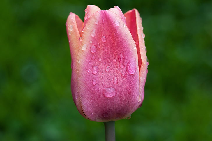 kvet, Tulip, kvet, kvet, ružová, kvapky vody, dažďová kvapka