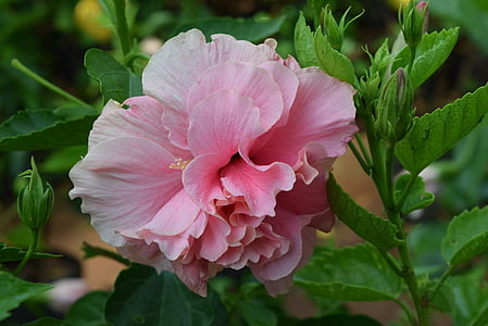 히 비 스커 스로 사-sinensis, 꽃, 핑크