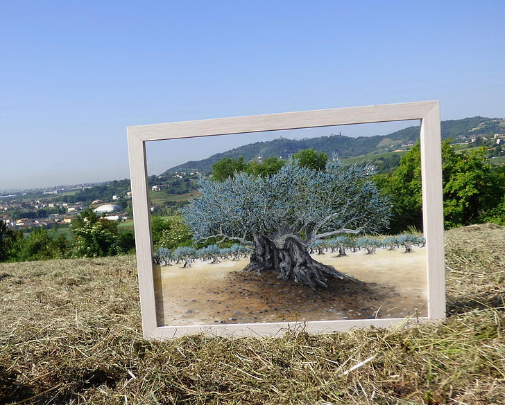 olivo, Carlo busellato, árbol de Olea