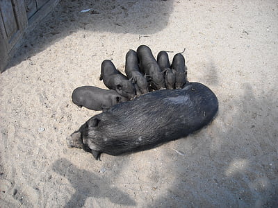 pot-bellied pigs, animals, pigs, black, mammals, family, mother and children