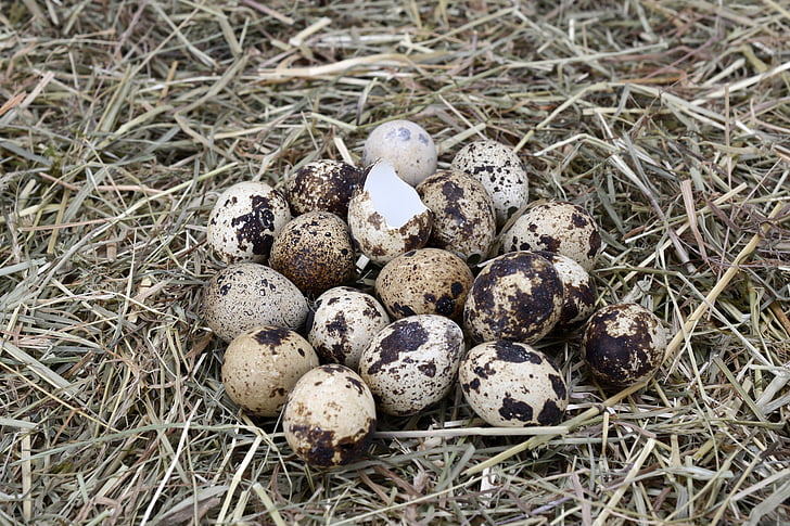 quail eggs, egg, easter, small eggs, easter decoration, happy easter, custom