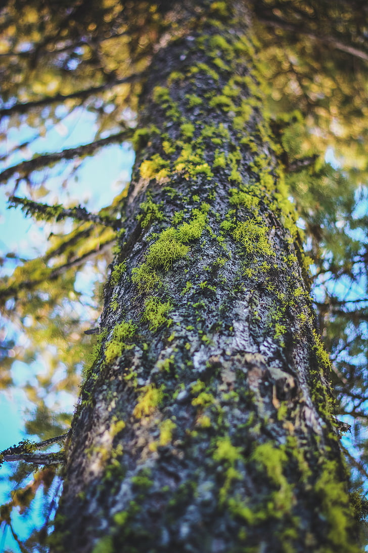 Closeup, Foto, mech, šedá, strom, Stromová kůra, rozvětvené