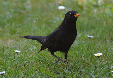 Blackbird, con chim, bay, Thiên nhiên, động vật, cánh, lông vũ
