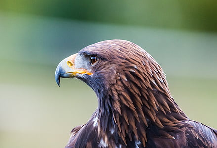 águila de oro, Adler, pájaro, pluma, naturaleza, aves silvestres, volar
