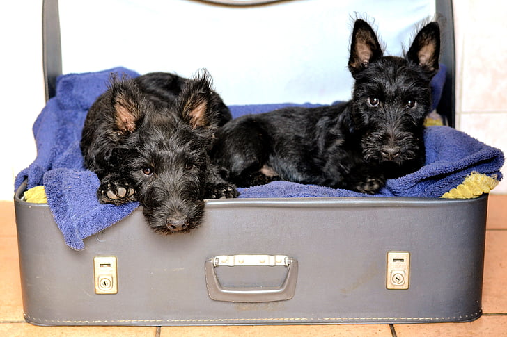 scottish terriers, suitcase bed, black