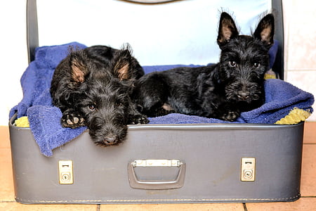 chó săn hang Terrier người Scotland, vali giường, màu đen