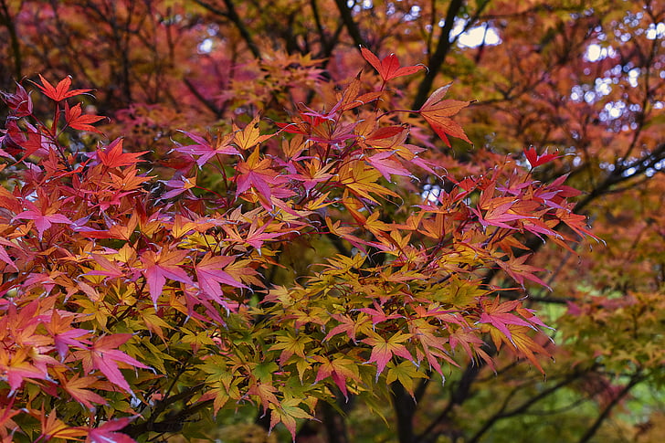 auró japonès, auró, Acer palmatum, fulles, fulla, tardor, vermell
