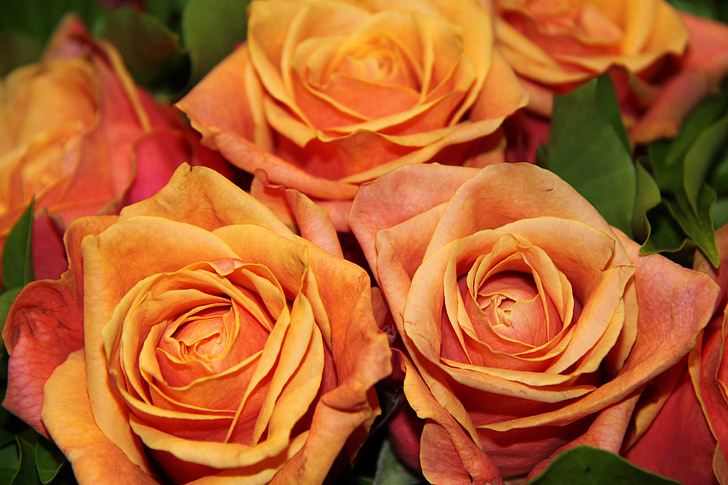 puķe, rozes, pušķis, oranža