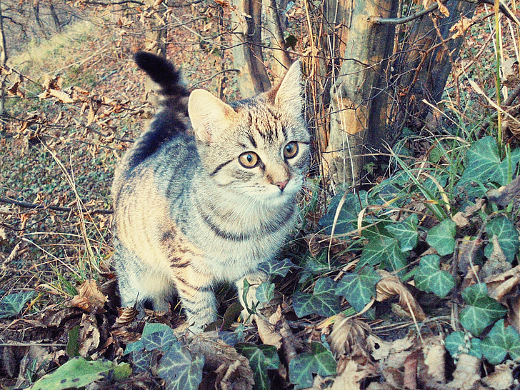 katten, skog, nysgjerrig, oppmerksomhet, innenlands cat, treet
