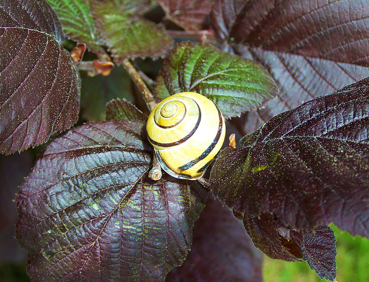 snail, purple-maroon leaves, nature