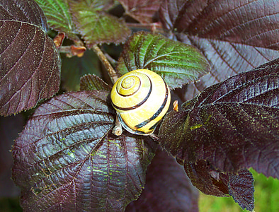 달팽이, 보라색-적갈색 잎, 자연