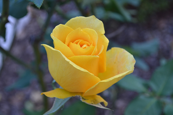 τριαντάφυλλο, Κίτρινο, άνθιση, φυτό, λουλούδι, floral, πέταλο