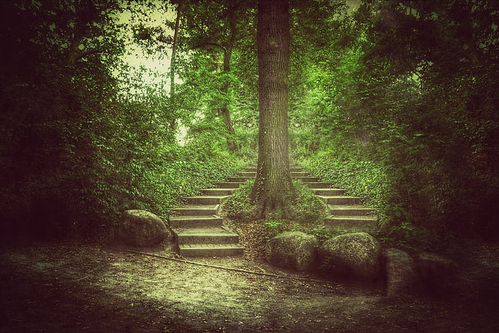 forest, tree, glade, landscape, nature, stairs, grunge