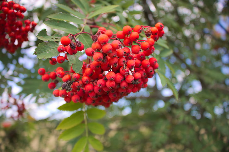 Berry, rastlín, strom, Príroda, ovocie, červené bobule, červená