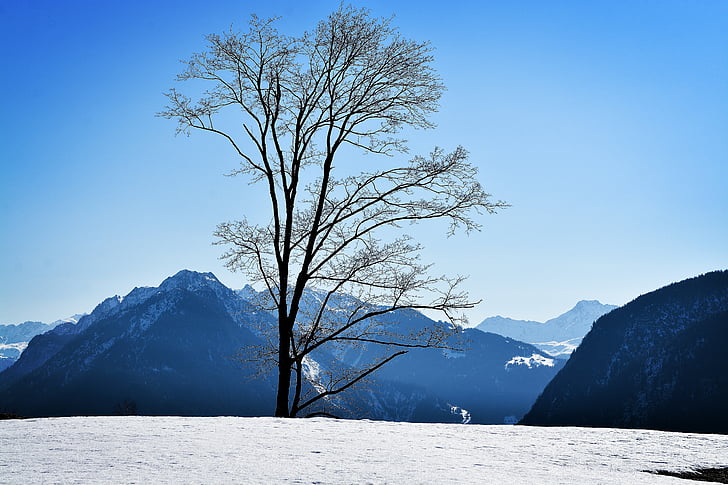 peisaj, iarna, zăpadă, cer, natura, iarnă, copac