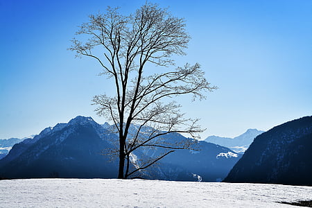 maastik, talvel, lumi, taevas, loodus, talvistel, puu