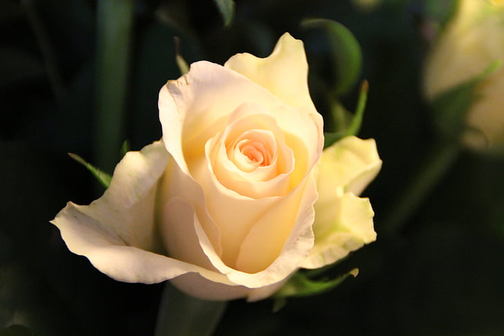 τριαντάφυλλο, άνθος, άνθιση, φύση, φυτό, λουλούδι, λευκό