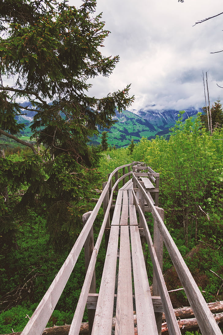 switzerland, hiking, nature, web, bridge, mountains, wood