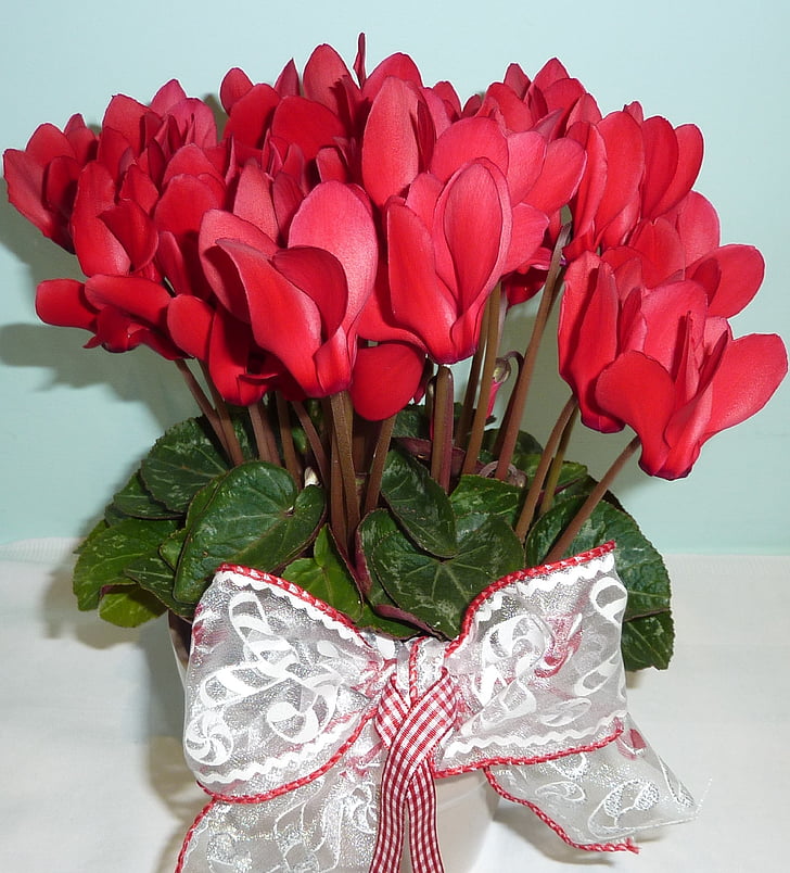 циклама, червено цвете, цвете, растителна, венчелистче, подарък, листа