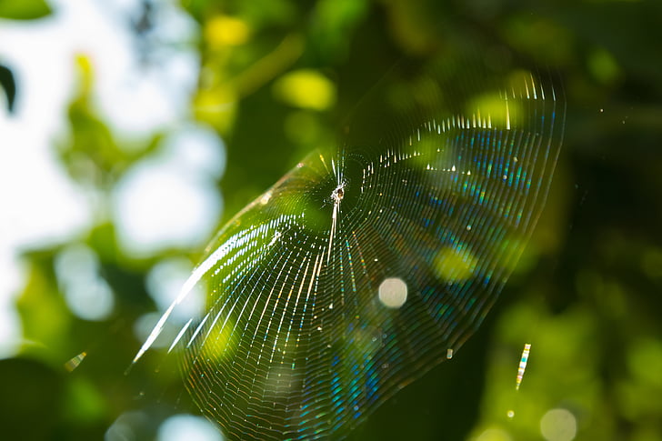 araña, Web, tela de araña, jardín, limones, Arácnido, miedo