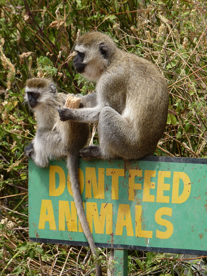con khỉ, trẻ con vật, Châu Phi, nguồn cấp dữ liệu, ngồi, Safari, Dam