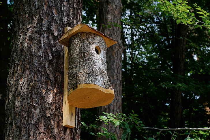 forest, tree, booth for birds, birdhouse, breeding shed, summer, nature