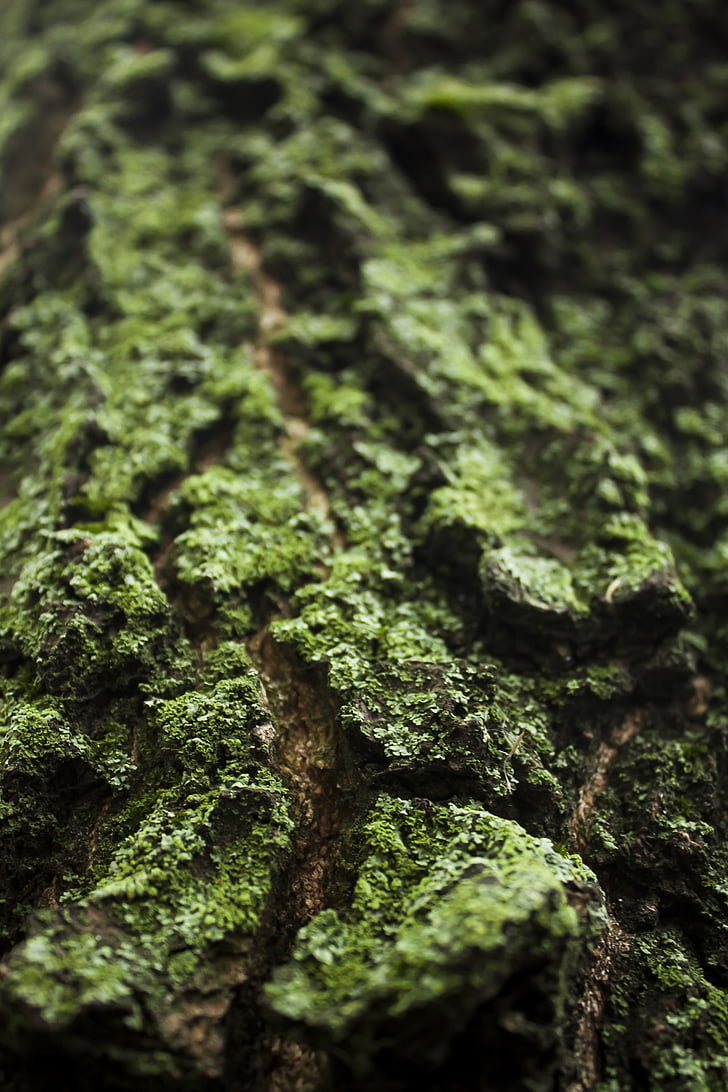 Tree bark, Lichen, flora, grøn, bark, natur, Moss