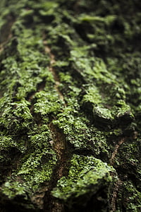 tree bark, lichen, flora, green, bark, nature, moss