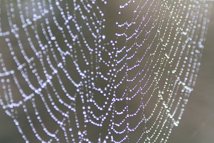 Nærbilde, spindelvev, dugg, mønster, edderkoppspinn, felle, Web